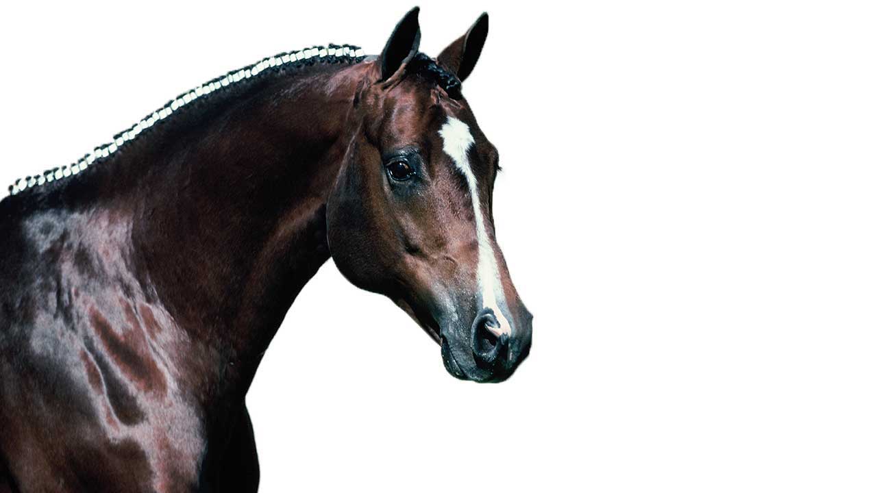 DeVito-Equestrian-Center-a-full-service-Horse-Stable